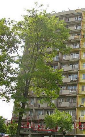 Policyjni negocjatorzy uratowali niedoszłego samobójcę