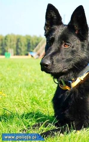 Policyjna Ida uratowała życie 67-latkowi!